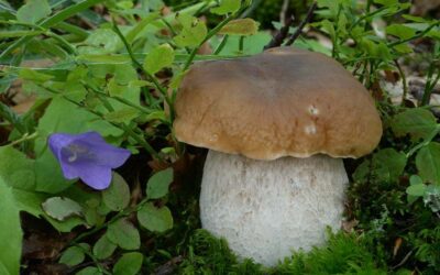 Il Ceppo: il luogo ideale per il regno dei funghi