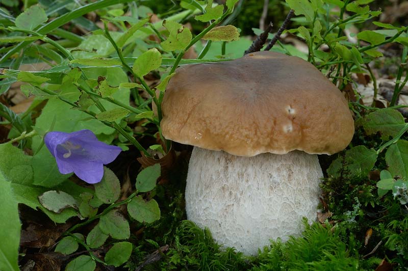 Il Ceppo: il luogo ideale per il regno dei funghi